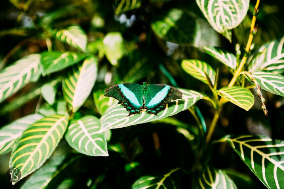 This goes for everybody crazy about colors and new experiences. The Simply Butterflies Conservation Center is a butterfly sanctuary with over 300 different species. You can even let them land in your hand, if you're lucky enough! It is magical!