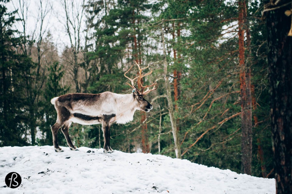 Who wants to feed the reindeers in Finland?