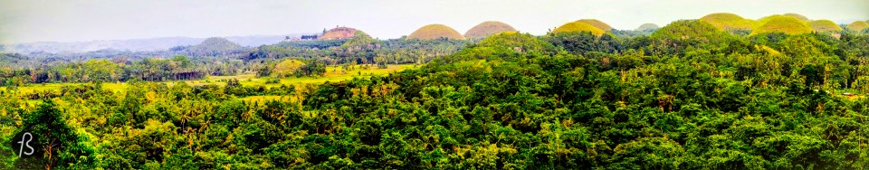 Chocolate Hills and the cute overload of Bohol, the Tarsier