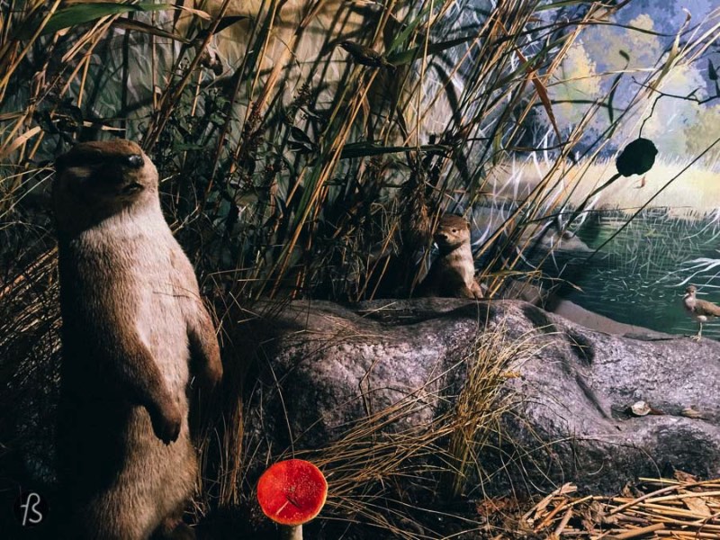 If you enjoy the Finnish nature as much as we do, you will love Turku Biological Museum. This small museum is filled with dioramas that show dozens of Finnish animais in their natural environments. Or as close to their natural environments as we can have inside a museum like this one.
