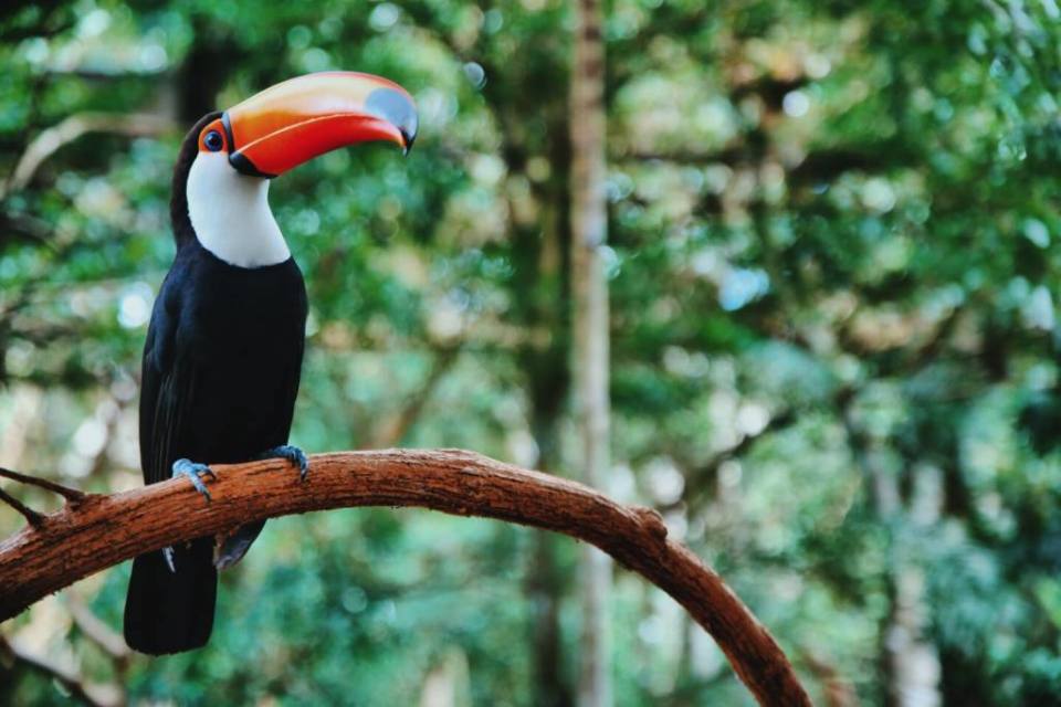 Parque das Aves: Our incredible experience at the Bird Park of Foz do Iguaçu