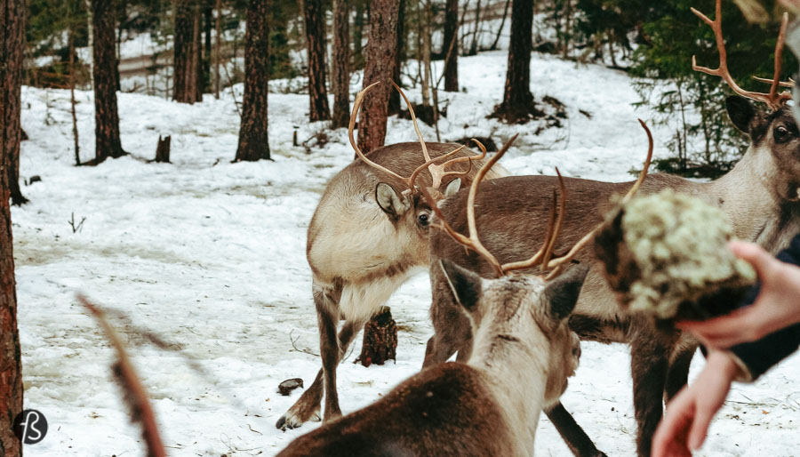 Since I just brought you over to Espoo, you have to enjoy the fact that you are close to the only place in the south of Finland where you can feed and pet reindeer. Since those animals are usually found only in the north of the country, the fact that a place like Sea & Mountain Adventures exists is more than special.