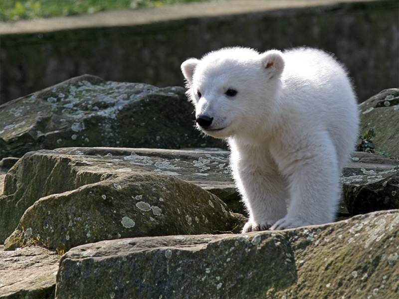 Knut and Friends: The story of a polar bear in the Berlin Zoo