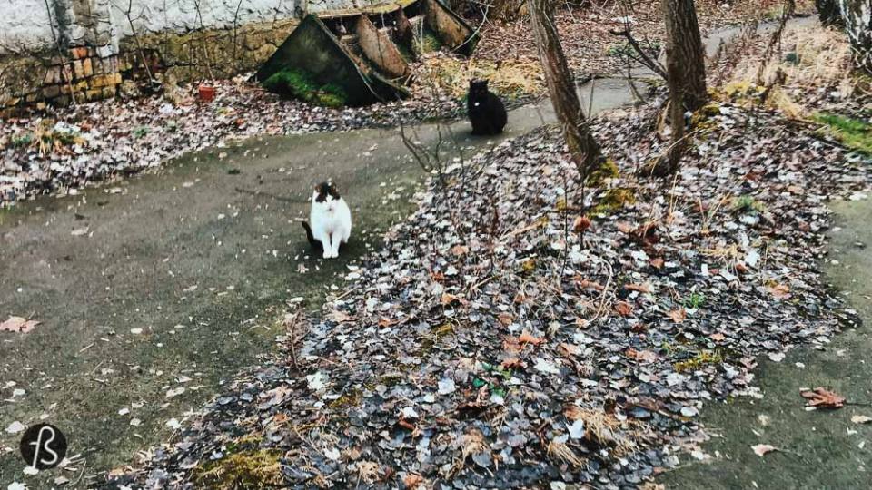 urban exploration with cats in guben brandenburg berlin