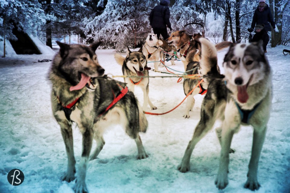 Marcela Fae - Fotostrasse - dog sledding in finland - husky happy dogs