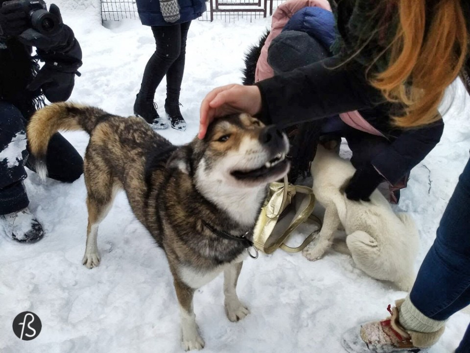 Marcela Fae - Fotostrasse - dog sledding in finland - husky happy dogs
