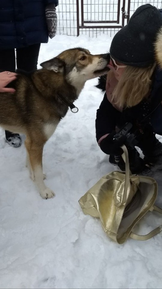 Marcela Fae - Fotostrasse - dog sledding in finland - dog licking girls face / dog kiss