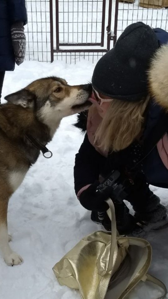 Marcela Fae - Fotostrasse - dog sledding in finland - dog licking girls face / dog kiss