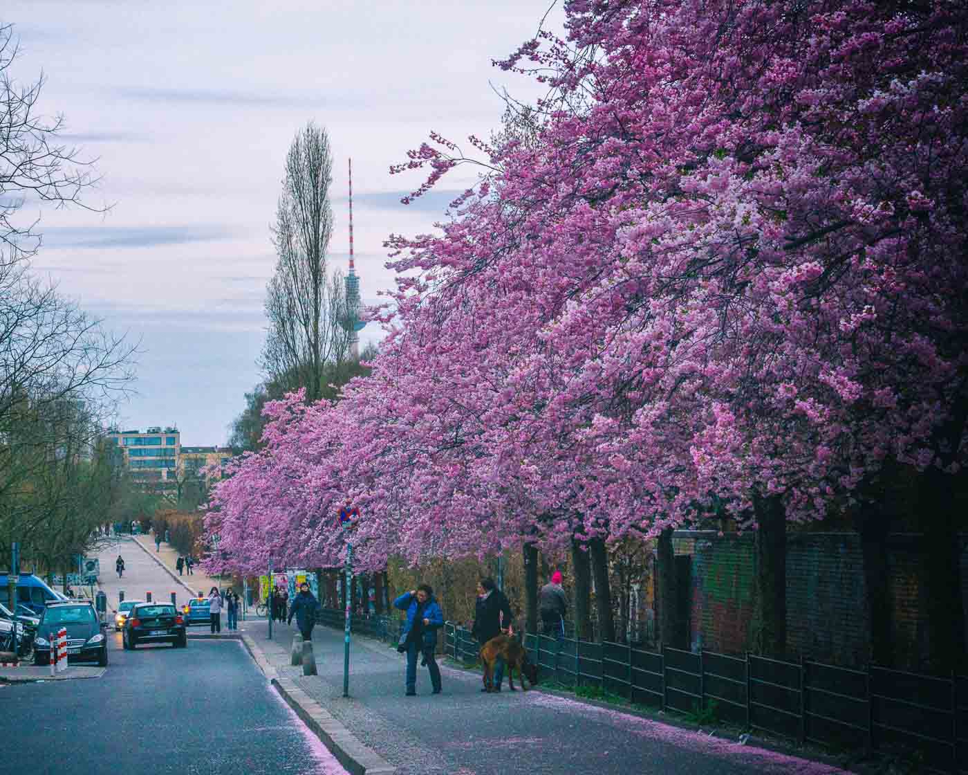 Best spots for cherry blossoms in Berlin