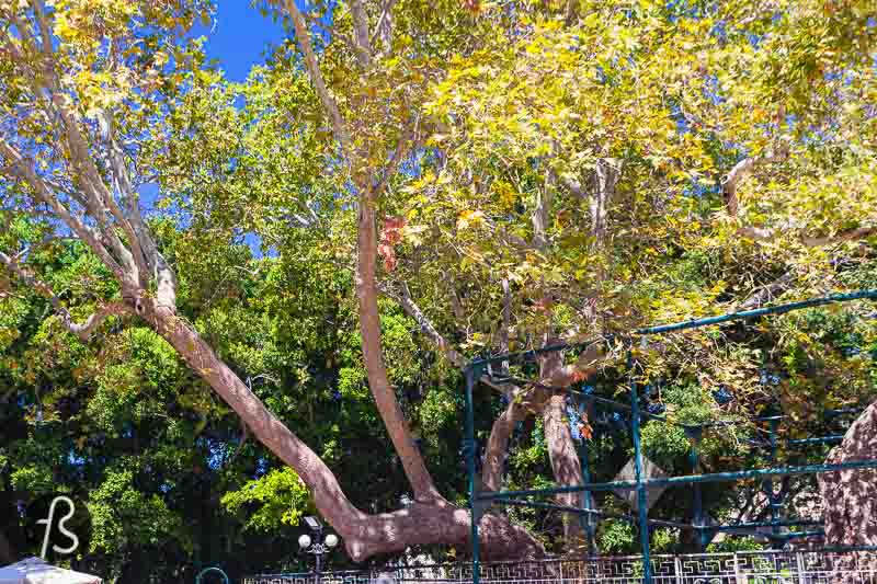 Next to the ancient Agora of Kos, opposite the fortress of Neratzia, is where you will find one of the oldest trees in Kos: the tree of Hippocrates. This historical tree is visited by thousands of people every year due to a story that became a legend.